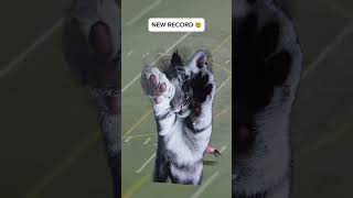 #football #frisbeedog #frisbee #nfl