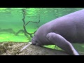 The First Few Weeks in the Life of a Manatee Calf