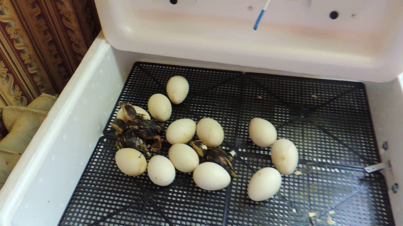 Куры несушки инкубаторы. Инкубатор Несушка на 63 яйца. Инкубатор Несушка би 1 би 2 инкубация утиных яиц. Решётка для утиных яиц в инкубатор Несушка би 2. Инкубатор Несушка 77 яиц полностью автоматический.