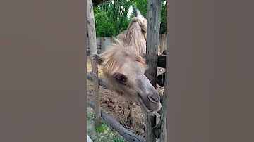 🐫ЧТО ЕДЯТ ВЕРБЛЮДЫ?
