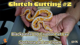 Clutch Cutting #2 - Blackpastel OD Crypton het Lav X Spotnose dh Lav Clown