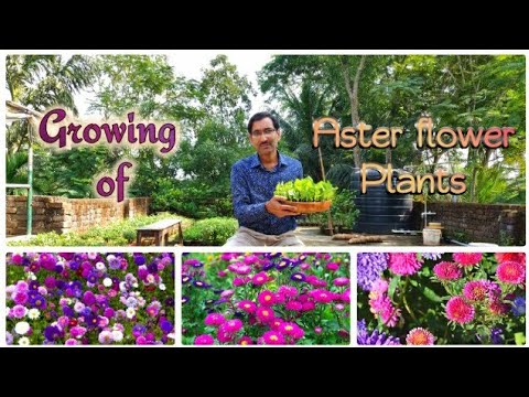 Video: Is It Difficult To Grow Aster Seedlings?