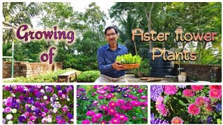 Learn How to make Seedlings of Aster Flower Plant.