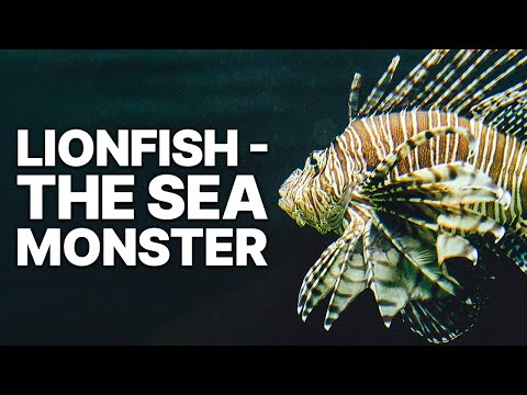 Lionfish - The Sea Monster | Invasive Species