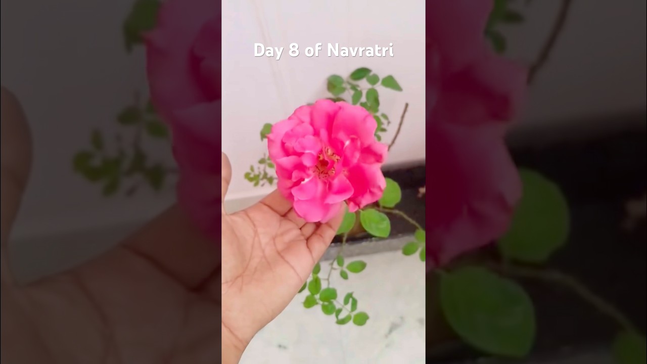 Day 8 of Navratri🌸✨ #maamahagauri #plantperfect #gardening #vishgarden #rose #garden #flowers #love
