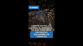 Agente de policía graba el momento en que atraviesa un masivo enjambre de termitas / El Diario