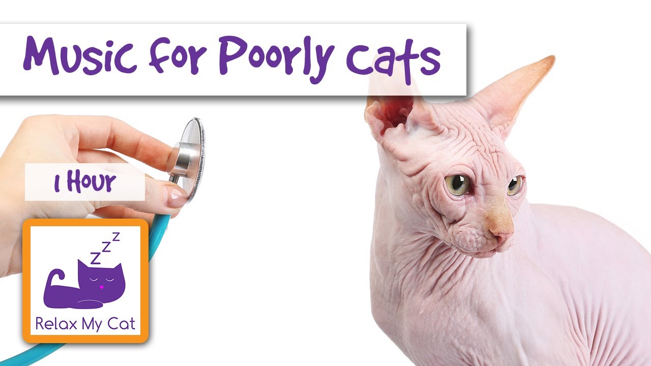 cat calm music Music for Poorly or Stressed Cats. Perfect to Calm Down Cats Before or After the Vets 🐱 #VET02