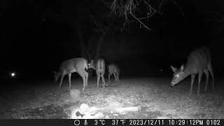December 12th 2023 Trail Camera Compilation Part D December 12th 2023 Trail Camera Compilation Part D