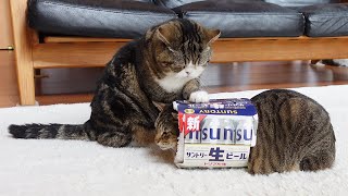 Cats noticed the warmth of the beer box lined with boa. by I am Maru. 45,325 views 2 months ago 7 minutes, 4 seconds