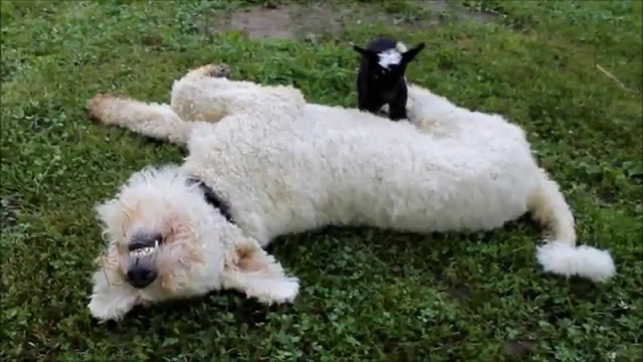 baby goat and dog