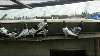 Download Lagu pure pakistani teddy pathe pigeons || #short || oa birds pets oapetbirds || oapets MP3 Download Lagu pure pakistani teddy pathe pigeons || #short || oa birds pets oapetbirds || oapets MP3