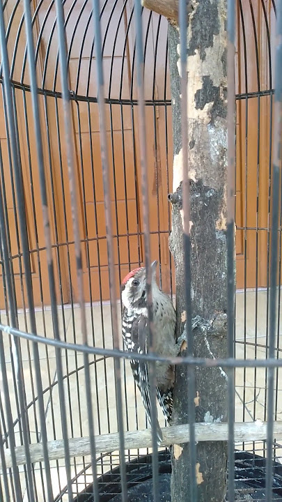 Masteran Burung Pelatuk Ulam Nembak Gacor #shorts #pelatukgacor