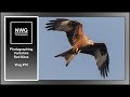 Photographing Red Kites with Andy Beattie - Wildlife Photography - Vlog#75