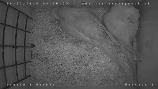 Ringneck Parrots Manchester Live Stream Ringneck Babies