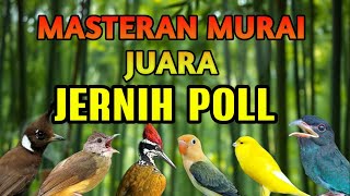 MASTERAN MURAI BATU SUARA TEMBAKAN JERNIH ANDALAN MURAI JUARA WAJIB PUNYA MATERI ISIAN INI