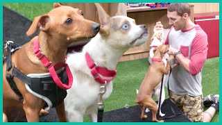 Can Two Abandoned BFFs Find Their Forever Home? | Lucky Dog