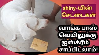 Shiny-யின் சேட்டைகள்/the rajapalayam/pet dog video/@kaviraj81 /vellore