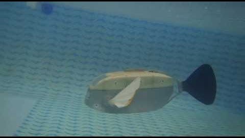 Central Pattern Generator based Multi-modal  swimming