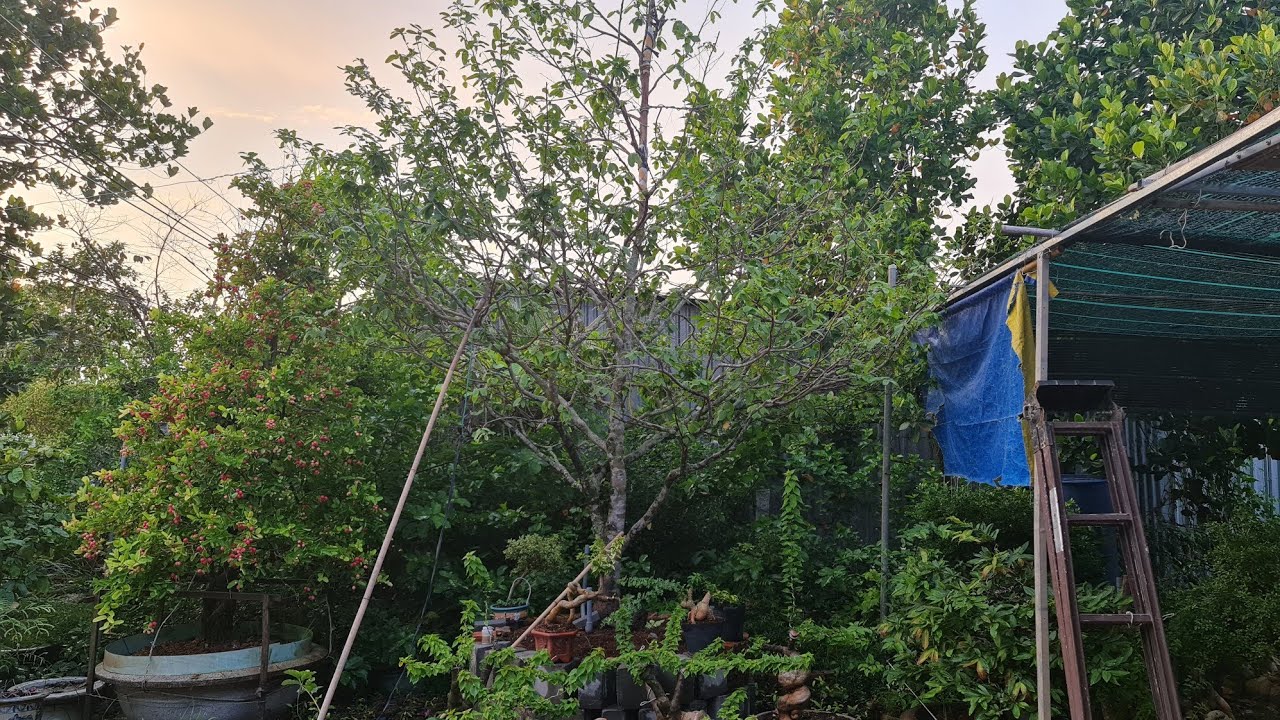 Hướng dẫn trồng cây mai tàn lớn và những lưu ý quan trọng tránh chết cây mai