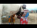 Camel Milking Experience 🐫😅😅, Samburu Kenya/Africa👌