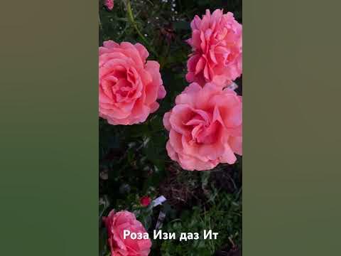 Роза Изи Даз Ит/ rose easy does it #розарий #садоводство #розы #roses # ...