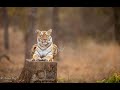 Will Tigress Maya find her cubs? | Kolara Tadoba |