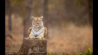 Will Tigress Maya find her cubs? | Kolara Tadoba |