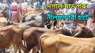 নলফমর গর হট অলপ পজত করয করন দশল ষড গর Dahi Cow Nilphamari