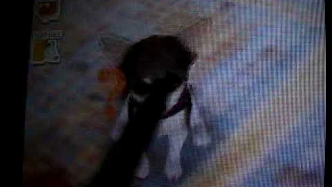 Nintendogs Help and Advice: Basic Trick: Sit