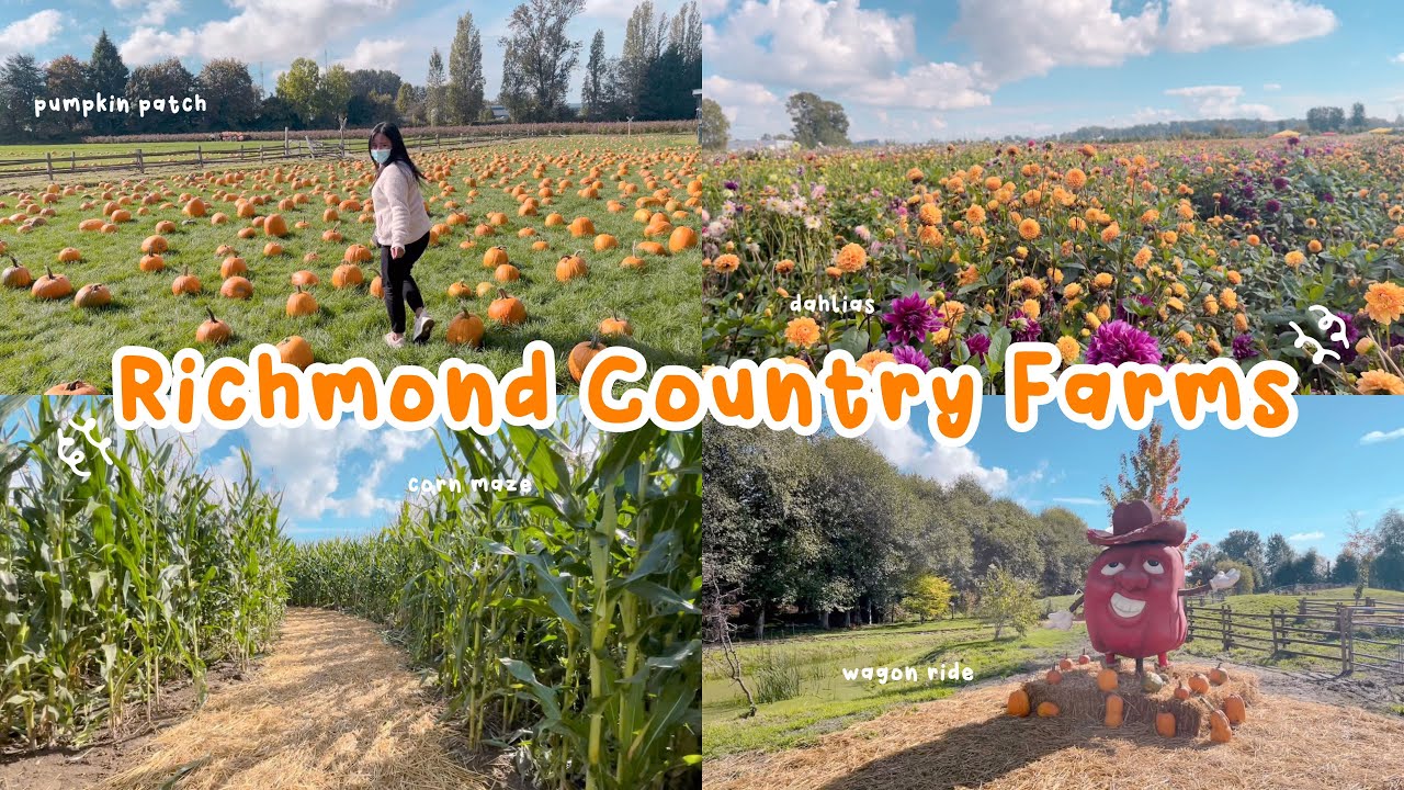 Richmond Country Farms pumpkin patch, corn maze, field of dahlias