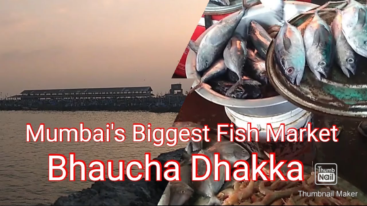 Bhaucha Dhakka Mumbai's Biggest Fish Market bhauchadhakka fish 