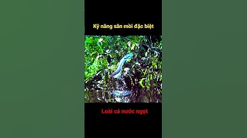 Kỹ năng săn mồi loài cá nước ngọt rừng Amazon