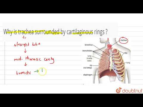 Why is trachea surrounded by cartilaginous rings ?