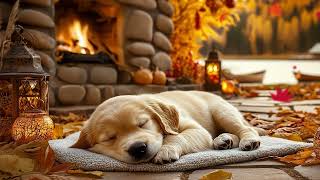12 Hours Of Dog Calming Music 🎵 Relaxation Music for Dogs 🐶 Comforting Sounds 💖 Stress-Free Sleep
