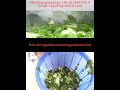Vegetable processing production line vegetable washing machine vegetable cutter salad spinner