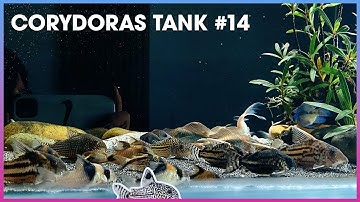Tổng hợp các loại #Corydoras (Cá Chuột) #14