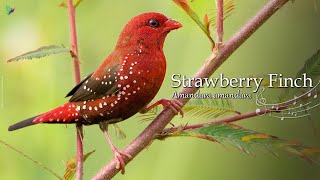 Strawberry Finch Song - Red Munia | Sound of Nature🌿