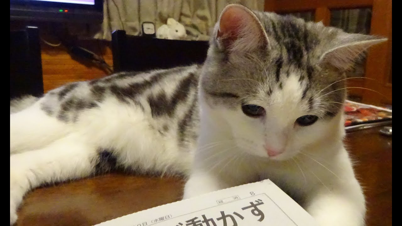 ネコのいる暮らし【元気いっぱいナナセイくんもうすぐ8か月】 - YouTube
