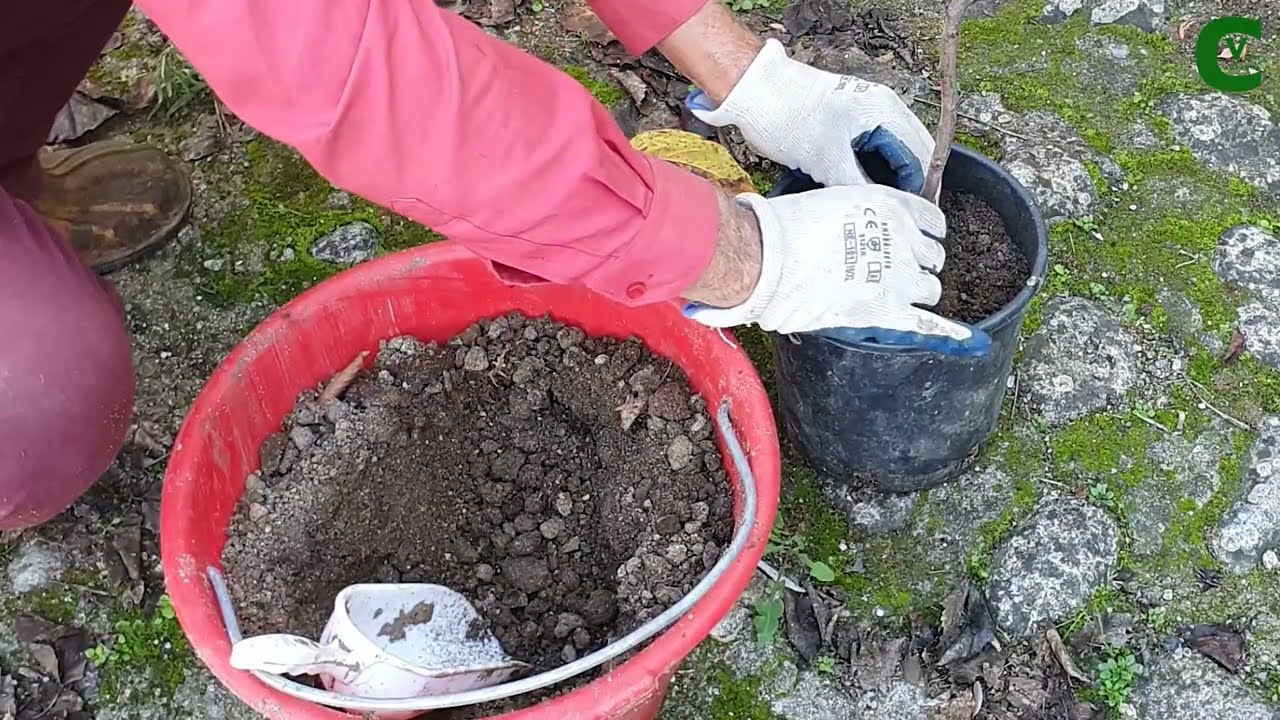 Margotta aerea del mandorlo (Prunus amygdalus) Radicazione senza ormoni. Come e quando propagare
