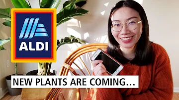Does Aldi have bedding plants?