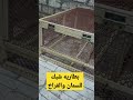 بطاريه شبك السمان والفراخ بطاريه شبك السمان والفراخ