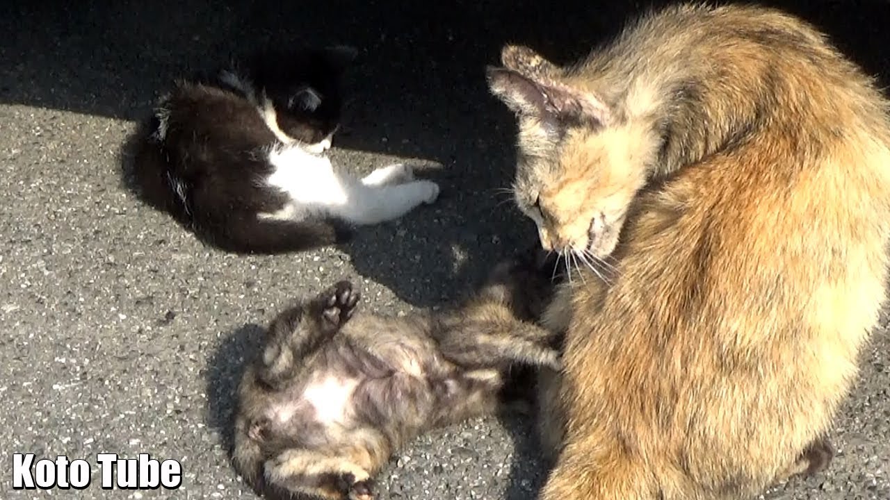 子猫 発見 半野良猫のキメラのタヌがかわいい子猫を連れていた Youtube 子猫 発見 半野良猫のキメラのタヌがかわいい子猫を連れていた Youtube