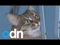 Stray cat 'saves' Russian baby's life