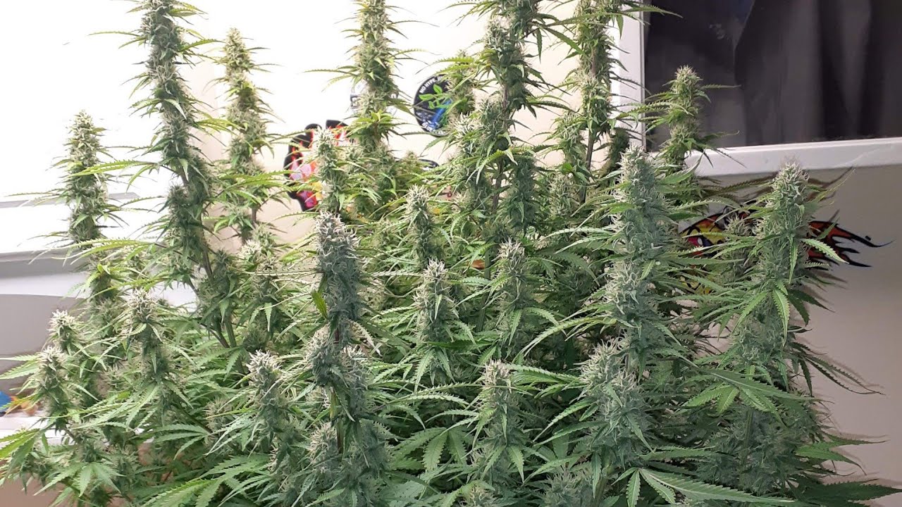 How to make substrate for medical cannabis in coco and make a hydro soil. plus grow  room tour