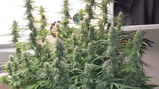 How to make substrate for medical cannabis in coco and make a hydro soil. plus grow  room tour