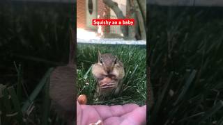 Five Years Ago I Found My Little Squishy, Here Is The Video #Shorts #Chipmunks #Cuteanimals #Squishy