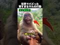 バッグの中身まで理解！？賢すぎるサルの行動が話題！