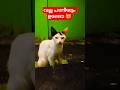 വല്ല പണിയും ഉണ്ടോ 😹#cat#meow#kitten#comedy#viral#shorys