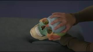 Vault and Fronto Occipital Hold