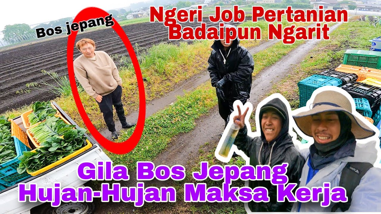 Bos Jepang Gila Banget, Hujan Deras Masih Nyuruh Kerja Ngarit Di Ladang 